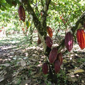 ABRE DE CACAO