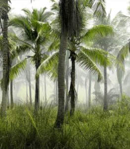 PLANTATION PALMIER