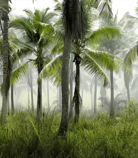 PLANTATION PALMIER